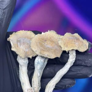 Mushrooms