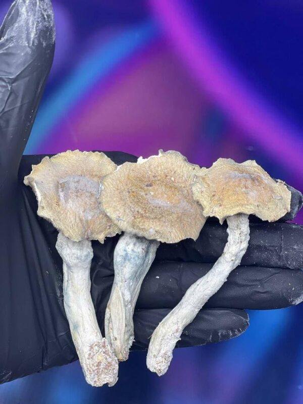 Mushrooms