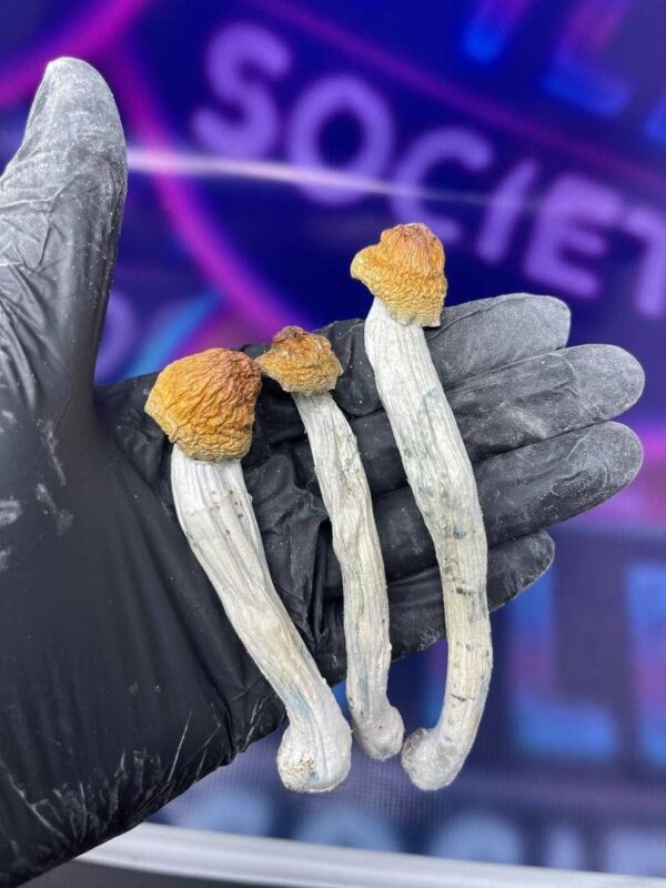 Mushrooms - Image 2