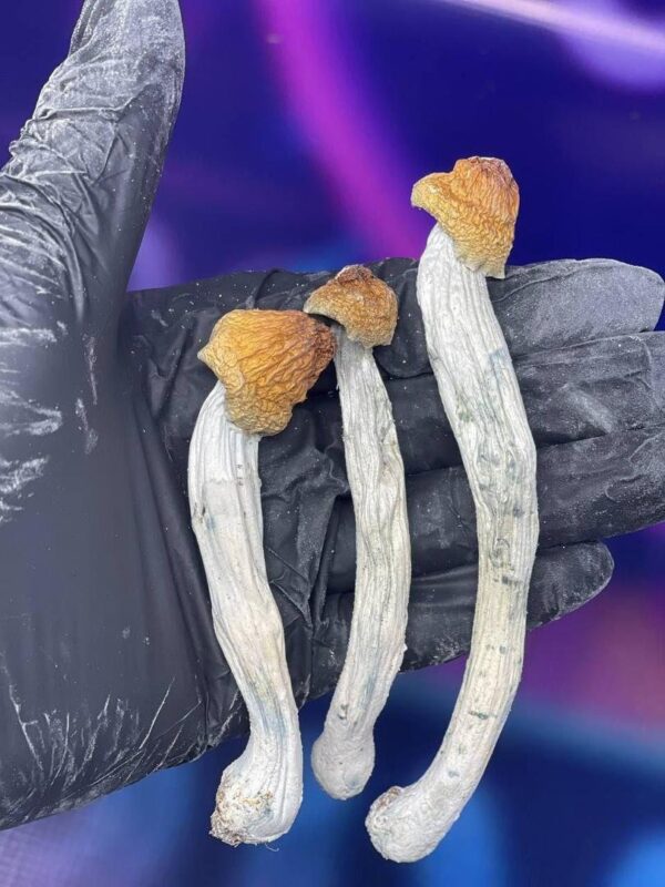Mushrooms - Image 4