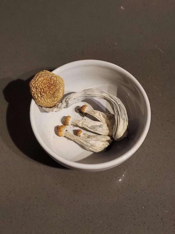 Mushrooms - Image 5
